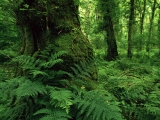 Lough Key Forest Park, Ireland