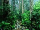 Webb Creek, Tamalpais State Park, California