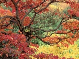 Sassafras in Autumn, Hoyt Arboretum, Portland, Oregon