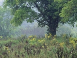 Summer Meadow, Nashville, Tennessee