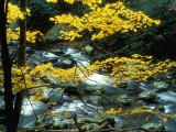 Autumn Maple, Great Smoky Mountains National Park, Tennessee