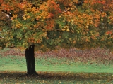 Single Maple Tree in Autumn, Brown County State Park, Indiana