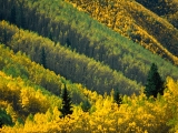 Splash of Gold, Maroon Creek Valley, White River National Forest, Colorado