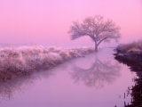 Cottonwood at Dawn, New Mexico