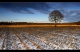 winter landscape