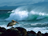 Brown Pelican, Galapagos