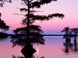 Bald Cyprus Trees, Reelfoot Lake, Tennessee