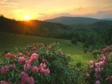 Rhododendrons at Sunrise, Moses H. Cone Memorial Park, North Carolina