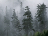 Mist of the Clearing Storm, Mount Hood National Forest, Oregon