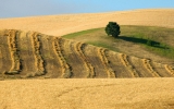 Harvest Time