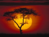 Acacia Tree Over the Savannah, Kenya