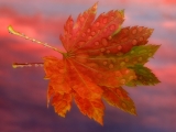 Autumn Sunrise, Vine Maple Leaf