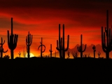 Saguaros, Sonoran Desert, Arizona