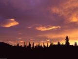 Sunrise, Boreal Forest, Central Alaska