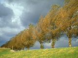 Poplars, Holland, The Netherlands