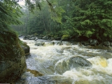 Rushing Salmon Stream, Princess Royal Island, Canada