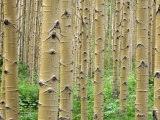 Stand of Aspens, Colorado Rockies