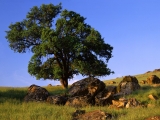 Sierra Nevada Foothills, California