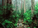 Webb Creek and Redwoods, Mount Tamalpais State Park, California