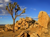 Joshua Tree, Mojave Desert, Littlerock, California