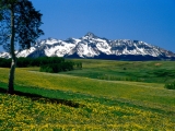 Full Bloom, San Juan Mountains, Colorado