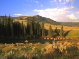 Lamar River Valley, Yellowstone, Wyoming