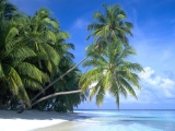 Palm Paradise, Maldive Islands