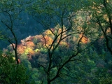 Autumn Light, Great Smoky Mountains, Tennessee