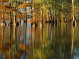 Evening Light on Cypress Trees, Horseshoe Lake, Illinois