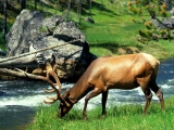 Grazing Bull Elk, Yellowstone National Park, Wyoming