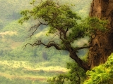 Oak Tree Over the Columbia River, Washington