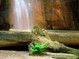 Berry Creek Falls, Big Basin Redwoods State Park, California