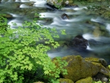 Vine Maples Hang Over the Sol Duc River, Olympic National Park, Washington