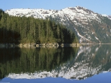 Coastal Sitka Spruce Forest, Southeast Alaska