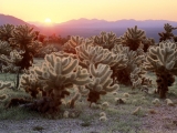 Cholla Cacti, Joshua Tree National Park, California