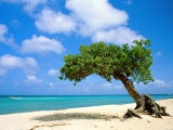 Divi-divi Tree, Aruba