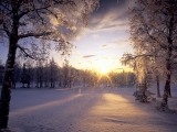 Fresh Fallen Snow, Arctic Valley, Alaska