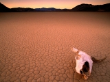 Bone Dry, Death Valley, California