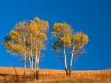 Autumn Aspen Trees, Yellowstone National Park, Wyoming