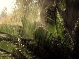 Jungle Rain