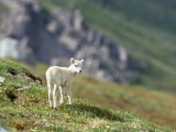 Dall Sheep Lamb,  Arctic National Wildlife Refuge, Alaska
