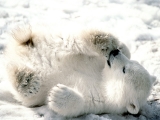 Playful Baby Polar Bear