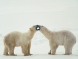 Polar Bear Greeting