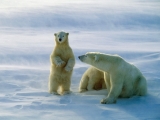 Polar Bears, Churchill, Canada