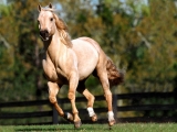 Romeo, Quarter Horse