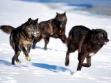 Running with the Pack, Wolves