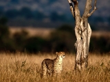 Scouting, Cheetah