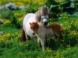 Shetland Pony With Foal