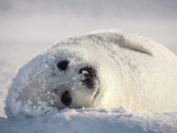 Snow Bed, Harp Seal