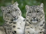 Snow Leopard Pair